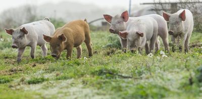 Supreme Court grapples with animal welfare in a challenge to a California law requiring pork to be humanely raised