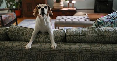 'I haven't walked my dog in two years - it's overrated and makes him misbehave'