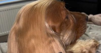 Dog goes viral for her beautiful hair that 'looks like Rapunzel'