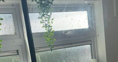 Mum blasts 'rude' housing officers after 'hundreds' of wasps swarm home