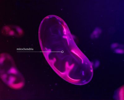 Ashleigh's brain, expanded