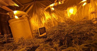 Police uncover three huge cannabis farms after raids on homes in Rochdale