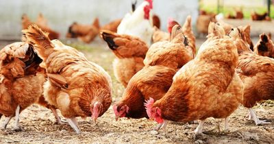 Bird flu symptoms and what happens if you eat a chicken that's been infected