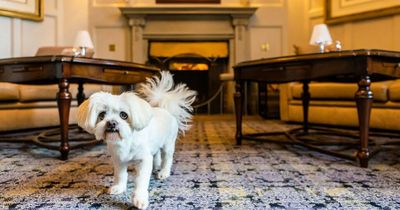 Lanarkshire hotel launches 'Top of the Pups' search to find furry face of dog friendly campaign
