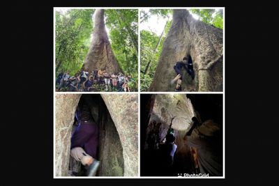 Hollow trees may harbour poisonous fungus: Doctor