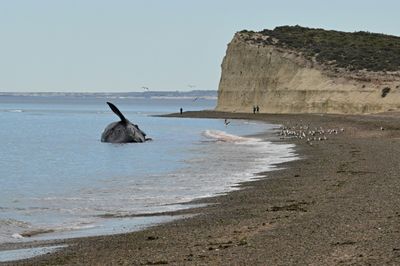 Argentine scientists worried after spate of whale deaths