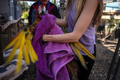 Rescuers flock together to save 275 parrots stranded by Ian