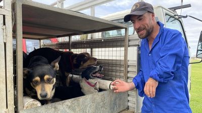Pinnaroo kelpie trainer Peter Barr reflects on life after Muster Dogs