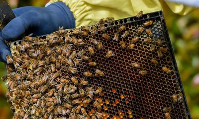 New Zealand drowning in mānuka honey after a boom in beekeeping