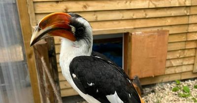 Lovesick Hornbill at Fife Zoo looking for girlfriend after Brexit halts search for love