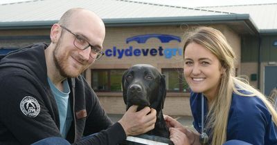 Scots Labrador minutes from death after eating Halloween sweets as vets issue warning