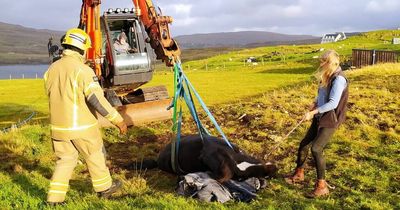Horse falls into septic tank on Isle of Skye farm sparking dramatic rescue