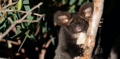 Labor's plan to save threatened species is an improvement – but it's still well short of what we need