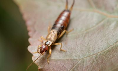 Specieswatch: the truth about the earwig