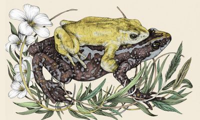 Animals we’ve lost: the vivid ‘waving’ frog that vanished suddenly