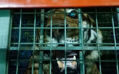 Tiger that unleashed terror captured in Munnar