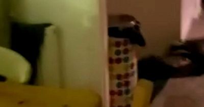 Badger sneaks into couples home through cat flap to steal food