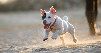 People left in stitches at warning sign designed to warn humans and dogs