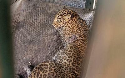Leopard rescued at Nilgiris succumbs to injuries