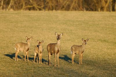 Kentuckians urged to watch out for deer on the road this fall