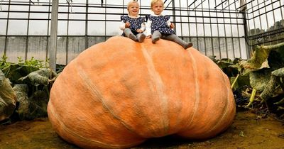 Twins grow the UK's biggest pumpkin for the second time and it weighs more than a Fiat 500