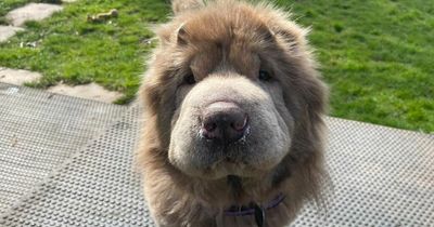 Fluffy dog that looks like a little lion desperate for loving home