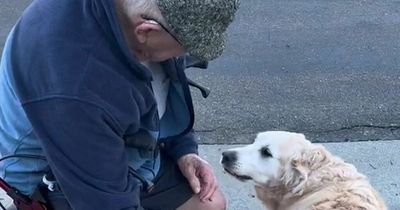 People left in tears at golden retriever's touching daily routine with elderly neighbour