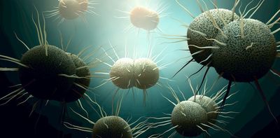 Gonorrhea became more drug resistant while attention was on COVID-19 – a molecular biologist explains the sexually transmitted superbug