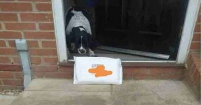 Dog owner in hysterics over photo delivery driver left as proof of postage