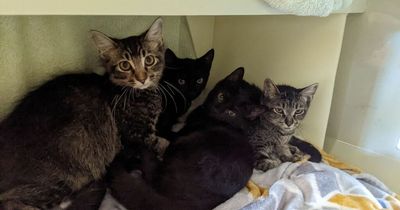 Four kittens found dumped in the street in Newport