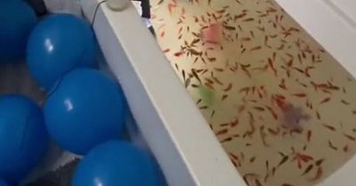 Couple baffled as pals leave a bathtub full of goldfish in their home while on honeymoon