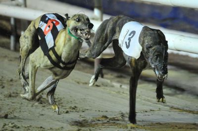 Ban greyhound racing to save dogs from 'cocaine doping' and misery, MSPs urged