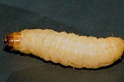 Wax worms able to chew through London’s plastic fatbergs, in huge recycling breakthrough