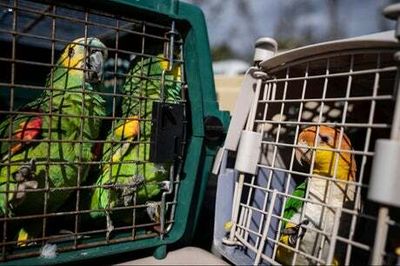 Operation Noah’s Ark: Florida volunteers rescue hundreds of parrots stranded by Hurricane Ian