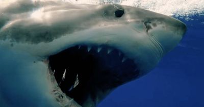 Great white shark 'outsmarted' by brave Brit who teased it with tuna