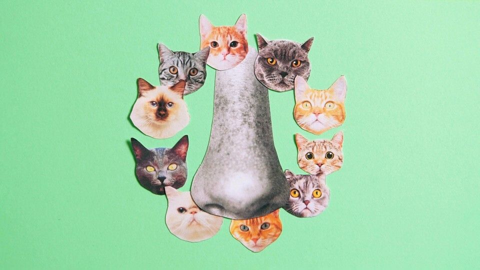 I Was Allergic To Cats Until Suddenly I Wasn t i-was-allergic-to-cats-until-suddenly-i-wasn-t
