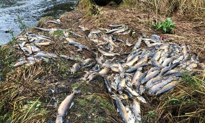 Thousands of salmon found dead as Canada drought dries out river