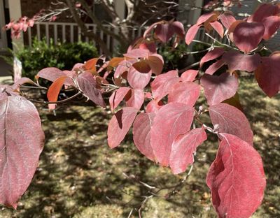 Conditions appear right for good leaf colors in eastern Kentucky