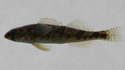 Tennessee Snail Darter No Longer a Threatened Species