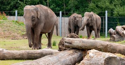 Blackpool Zoo hits back at unhappy visitor who claimed it was 'not as good as it used to be'