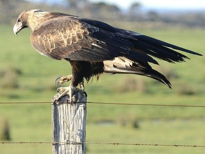 Eagle 'contributed' to NSW chopper crash