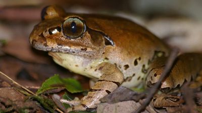 Fleay's barred frogs fight off renowned deadly fungus in NSW and Queensland