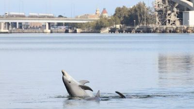 Polluted water entering Adelaide Dolphin Sanctuary sparks alarm, as another dolphin dies