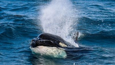 Drone footage captures orca whales chasing, stalking and eating great white sharks