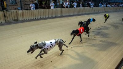 Greyhound racing heartland devastated by closure of flood-affected Lismore track