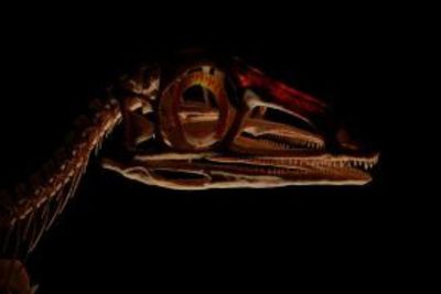 Researchers uncover secrets of Scottish dinosaur fossil