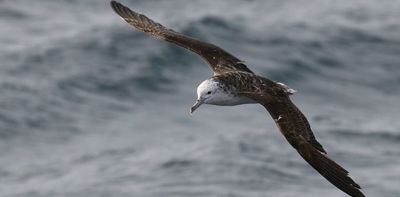 How we tracked one small seabird species' remarkable flight into a typhoon