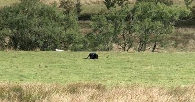 Teen camper records giant 'panther' feasting on 'dead sheep' in Peak District