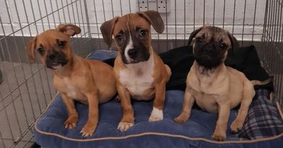 Adorable puppies with worms found on Scots country road amid fears they were abandoned