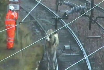 Train services delayed as wayward cow wanders down tracks